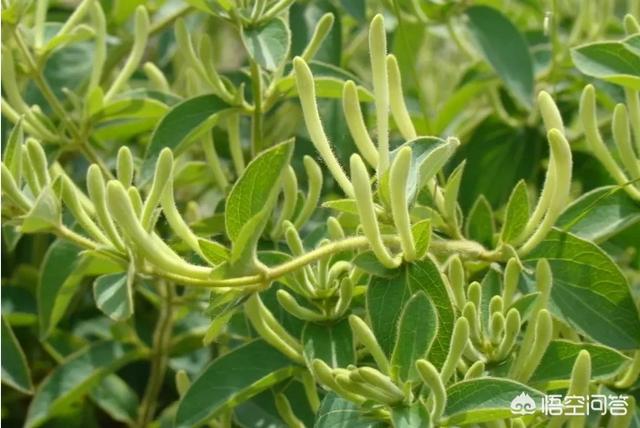 你們家鄉(xiāng)有什么名優(yōu)農(nóng)特產(chǎn)、名小吃，可以推薦嗎？